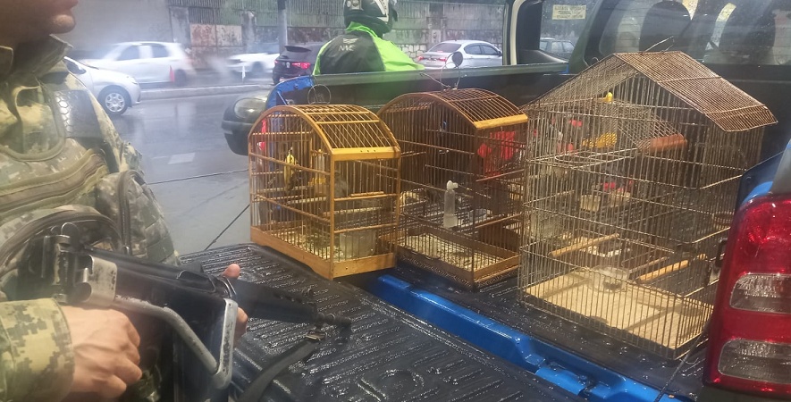Cinco pássaros são resgatados de cativeiro em Guaratiba